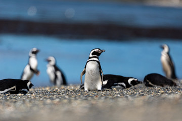 Magellanic penguin near the ocean in Ushuaia, Argentina, Tierra del Fuego, Patagonia