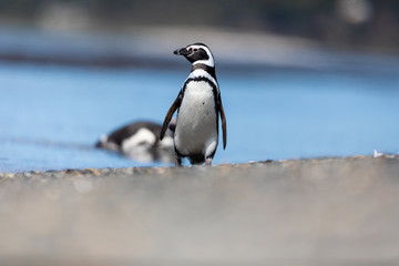 Naklejka premium Magellanic penguin near the ocean in Ushuaia, Argentina, Tierra del Fuego, Patagonia