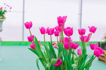 pink tulips on green background