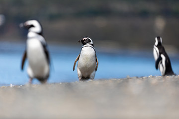 Magellanic penguin near the ocean in Ushuaia, Argentina, Tierra del Fuego, Patagonia