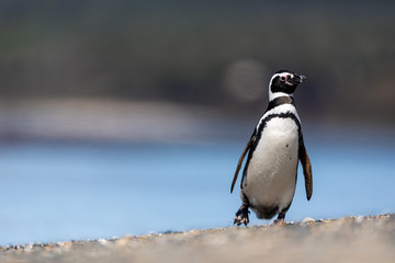 Fototapeta premium Magellanic penguin near the ocean in Ushuaia, Argentina, Tierra del Fuego, Patagonia