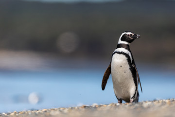 Naklejka premium Magellanic penguin near the ocean in Ushuaia, Argentina, Tierra del Fuego, Patagonia