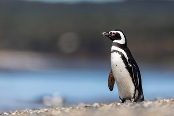 Magellanic penguin near the ocean in Ushuaia, Argentina, Tierra del Fuego, Patagonia