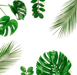 tropical green monstera leaves , branches pattern frame isolated on a white background. top view.copy space.abstract.