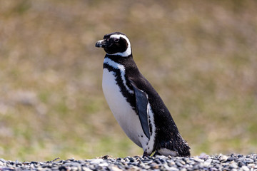 Magellanic penguin in Ushuaia, Argentina, Tierra del Fuego, Patagonia