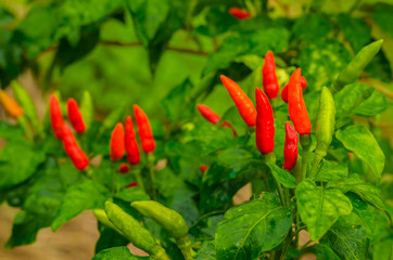 chilli on tree chilli food organic