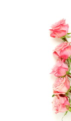 Beautiful pink roses isolated on white background top view, copy space. 