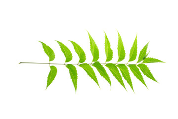 green leaves frame on white background