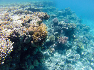 Naklejka na ściany i meble coral on the reef. Red sea.