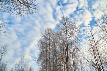 Naced tree on the snow and blue sky with white clouds background