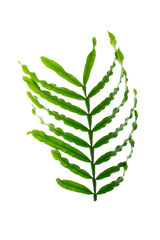 green leaves frame on white background