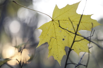 Acer platanoides.Autumn maple leaf in the forest on the background of the setting sun. 
