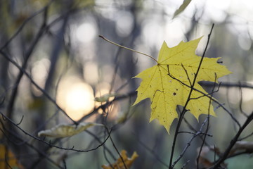Acer platanoides.Autumn maple leaf in the forest on the background of the setting sun. 