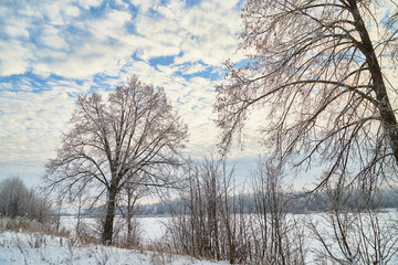 Naced tree on the snow and blue sky with white clouds background