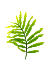 green leaves frame on white background