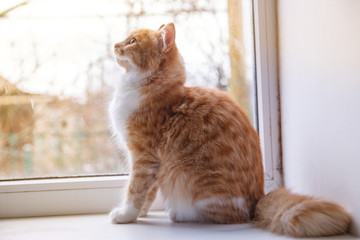 red cat sits on the window and looks out the window © Olesya Pogosskaya
