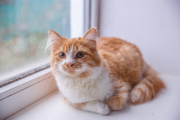 portrait of a red cat sitting on a window