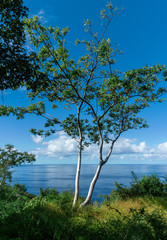 Fototapeta na wymiar Panoramic View with a Tree and the Ocean in the background, Sayulita Mexico.