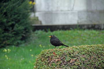 Friedhofs-Amsel