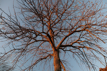 Bare tree at sunset in fall against blue sky