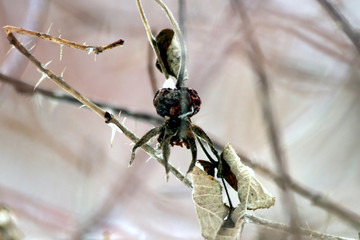 dragonfly sitting on a blade of grass