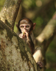 little monkey on a tree branch
