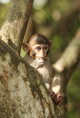 little monkey on a tree branch