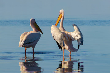 Wild african birds. A group of several large pink pelicans stand in the lagoon on a sunny day