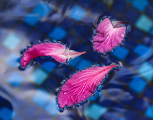 pink flower petals in blue water