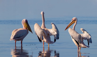 Wild african birds. A group of several large pink pelicans stand in the lagoon on a sunny day