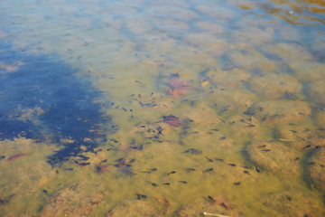 Many tadpoles in the water 