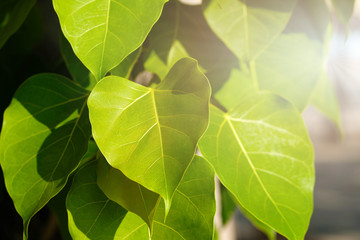 Green leaf Pho leaf, (bo leaf, bothi leaf) with sunlight in nature. Bo tree representing Buddhism in thailand.