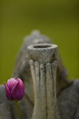 Pink Spring Tulips with Praying Statue