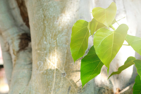 Green leaf Pho leaf, (bo leaf, bothi leaf) with sunlight in nature. Bo tree representing Buddhism in thailand.