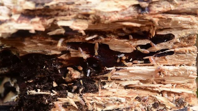 Many termites are biting and eating wood in the house. The termites will bite and cause wood to decay