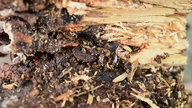 Many termites are biting and eating wood in the house. The termites will bite and cause wood to decay