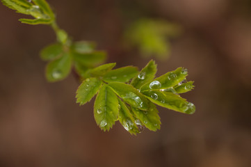 Water Droplets on Spring Leaves