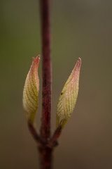 New Spring Buds on Branch
