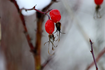 red berries in snow