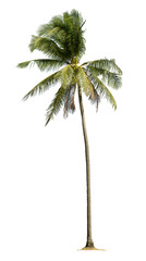 Coconut palm tree isolated on white background