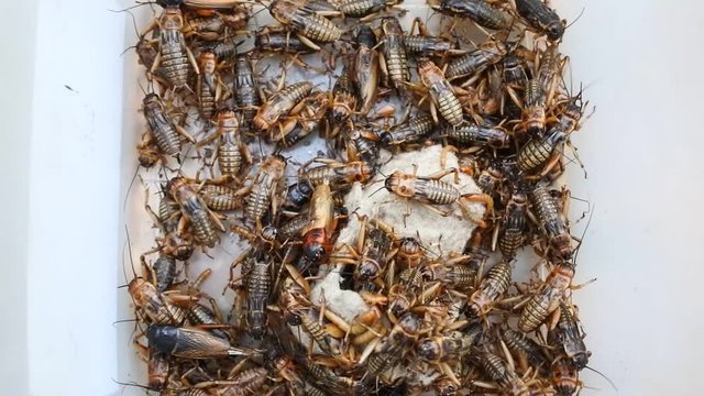 crickets move in the container