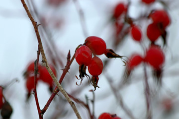 red berries in snow