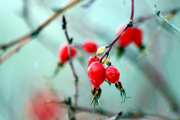 red berries in snow