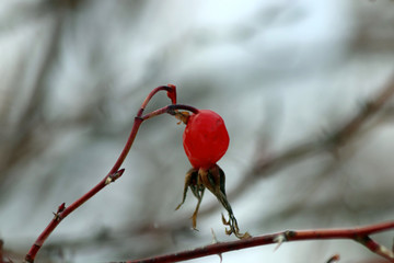 red berries in snow