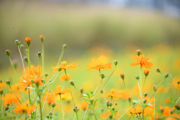 Cosmos sulphureus ( yellow cosmos ) flowers field at sunset.Cosmos sulphureus in the Dengdu Wet Lnad park of Guzhen Town in Zhongshan, Guangdong, China.