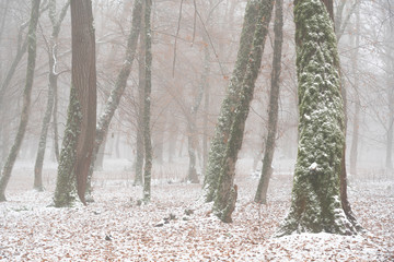 Winter forest,  snow covered bare trees