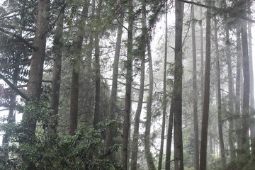  Tropical rain forests in Indonesia