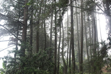 Obraz premium Tropical rain forests in Indonesia