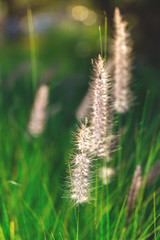 Beautiful grass plants in the evening sun.