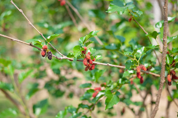 Organic Mulberry fruit tree and green leaves. Black ripe and red unripe mulberries on the branch of tree. Red purple mulberries on tree.fresh mulberry provides fiber and nutrients highly beneficial.